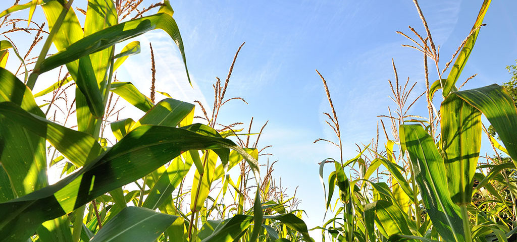 maize harvest
