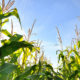 maize harvest