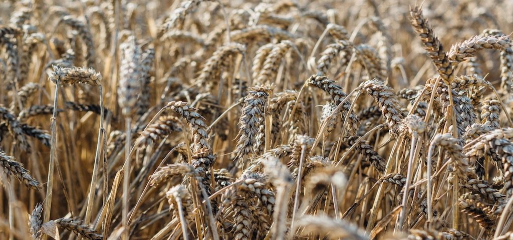 wheat