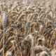 wheat