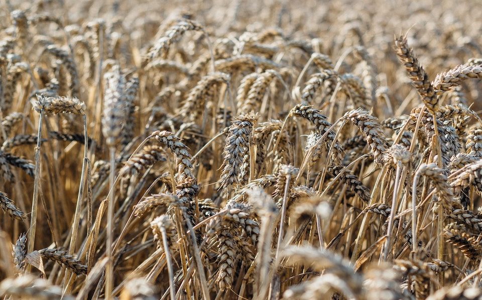 wheat