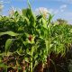 maize production