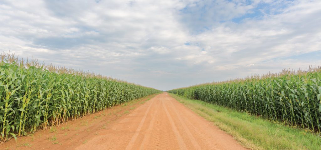 agrilimpopo-south-africa's-maize-harvest