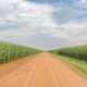 agrilimpopo-south-africa's-maize-harvest