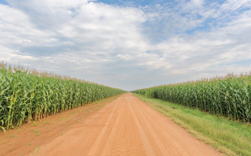 agrilimpopo-south-africa's-maize-harvest