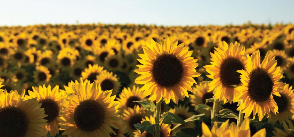agrilimpopo-sunflower-seed-market-south-africa