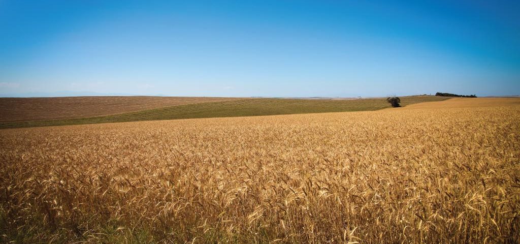 agrilimpopo-south-african-wheat-market