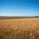 agrilimpopo-south-african-wheat-market