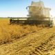 south-african-summer-crop-production