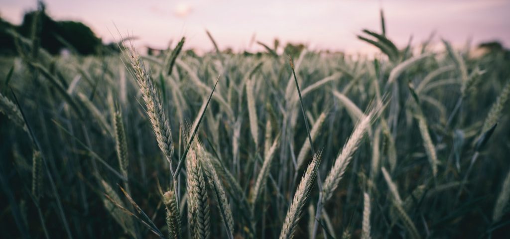 agrilimpopo-south-africa-limpopo