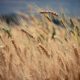 wheat market