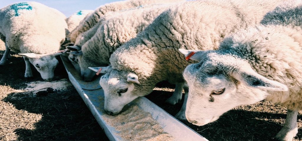 animal feed industry