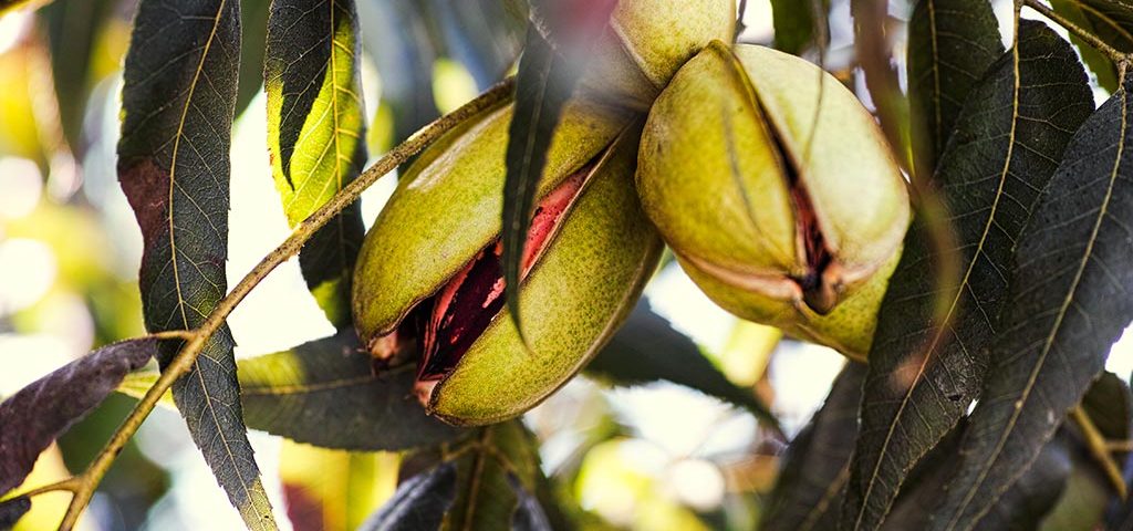 Agri-Limpopo-pecan-post