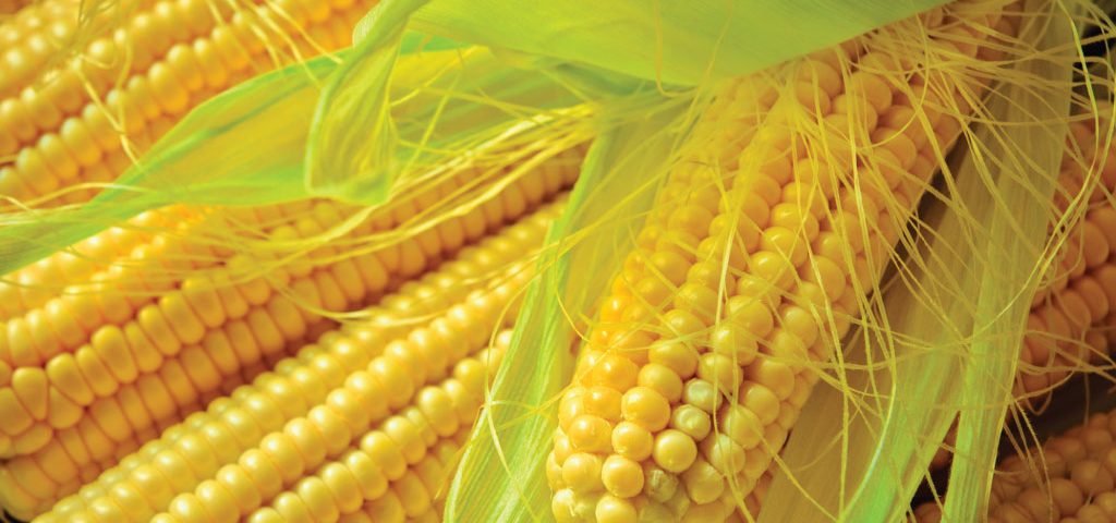Agrilimpopo maize production