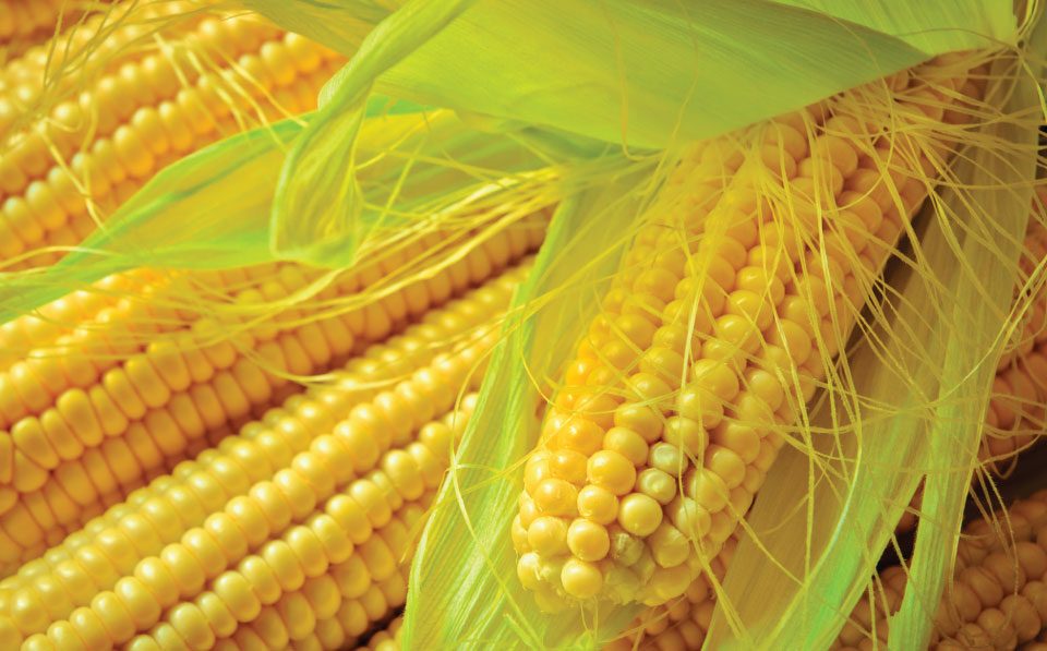 Agrilimpopo maize production