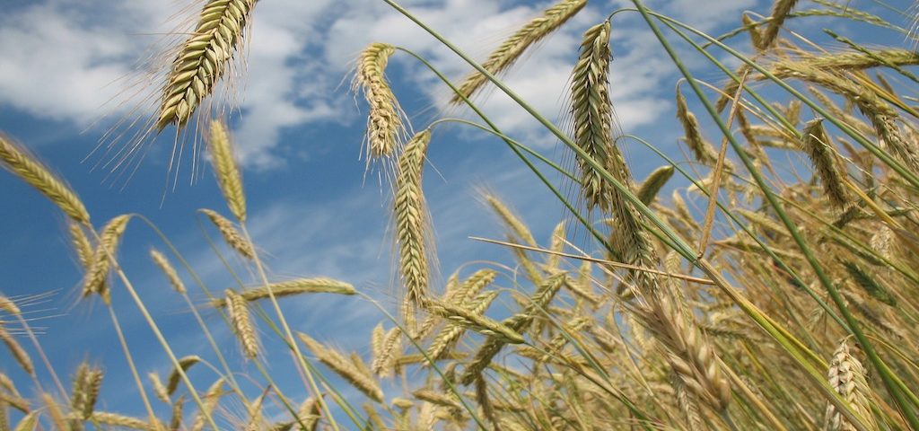agrilimpopo wheat