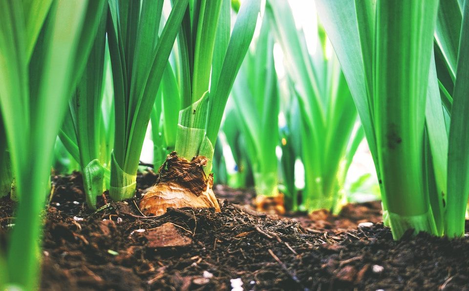 agrilimpopo sustainable food