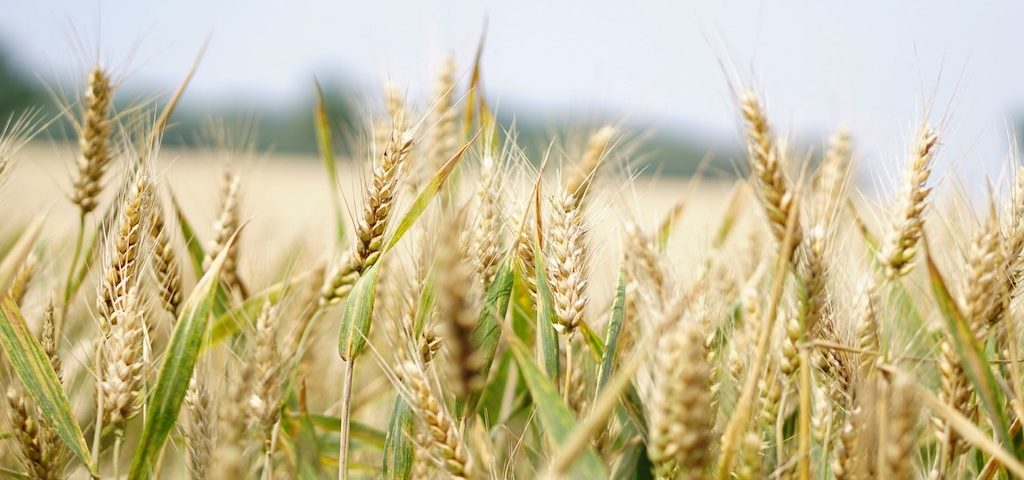 agrilimpopo wheat blueprint