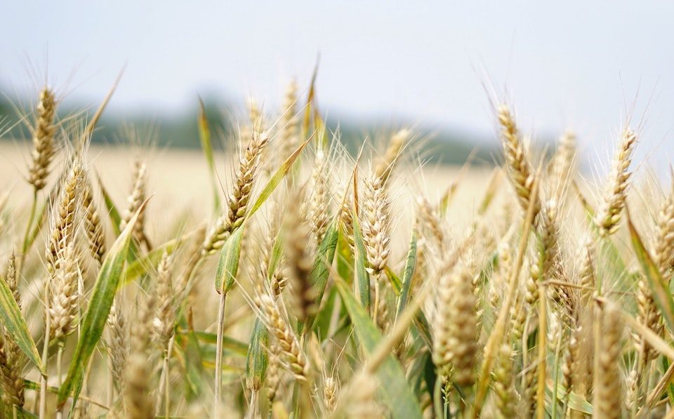 agrilimpopo wheat blueprint
