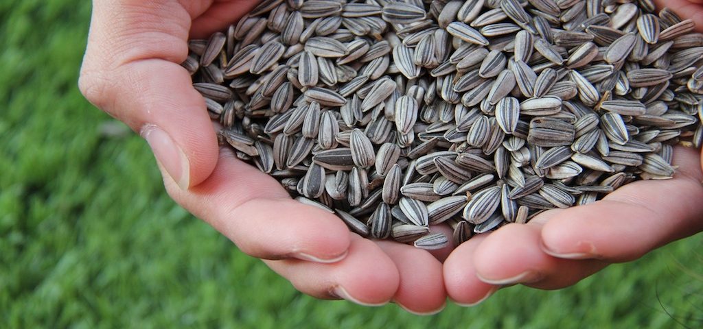 sunflower-seed-agrilimpopo