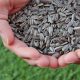 sunflower-seed-agrilimpopo