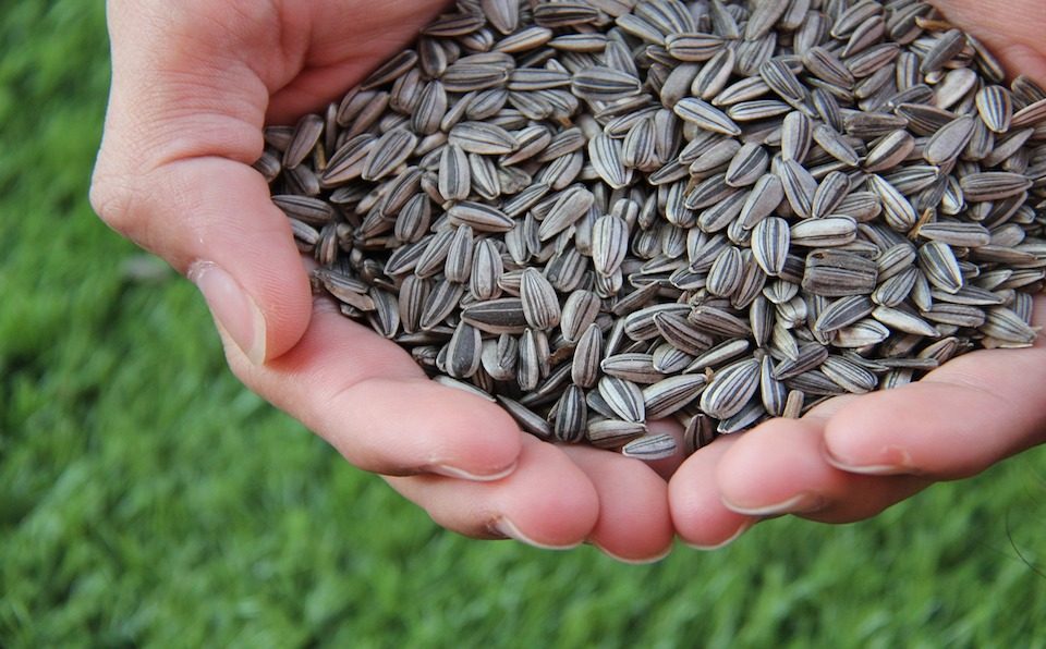 sunflower-seed-agrilimpopo