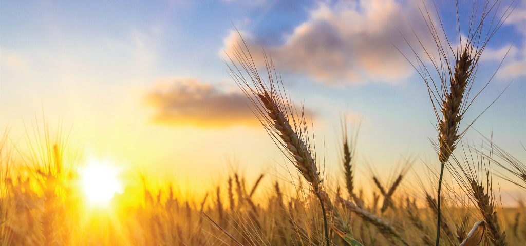 AgriLimpopo-South-African-Summer-Grain