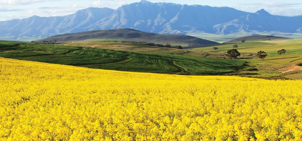 AgriLimpopo-South-Africa-Summer-Crops