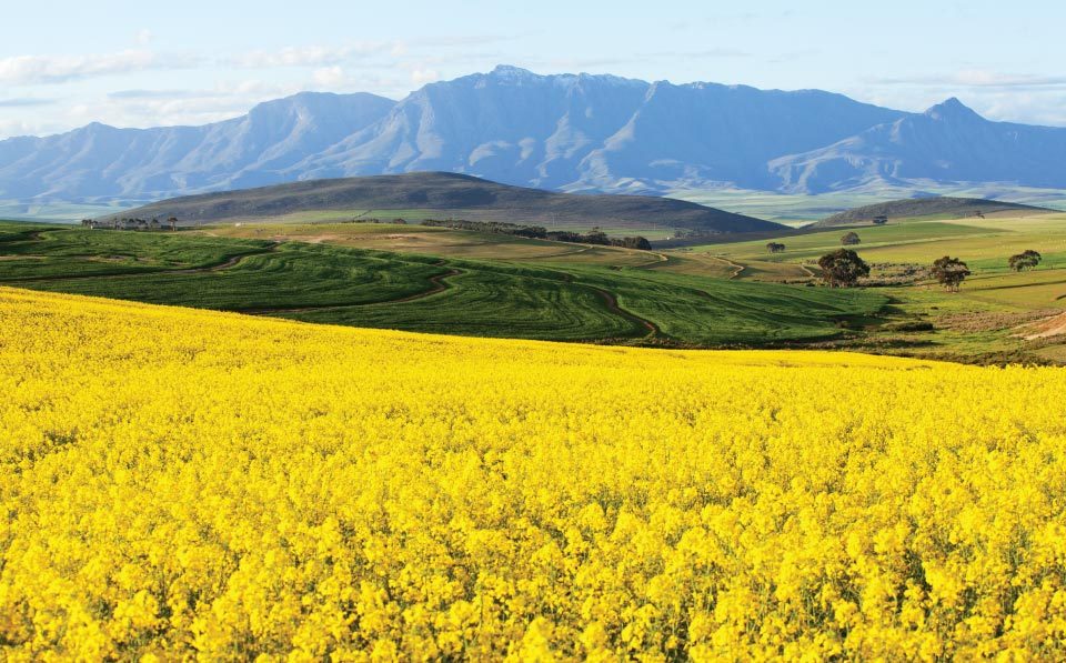 AgriLimpopo-South-Africa-Summer-Crops