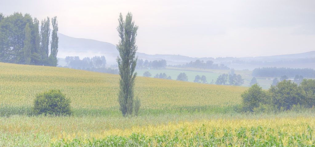 AgriLimpopo-Spotlight-on-Domestic-Maize-Market