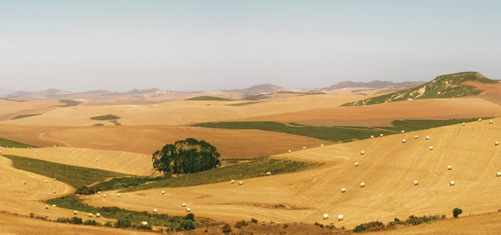 AgriLimpopo - Wheat-Production-African-Continent