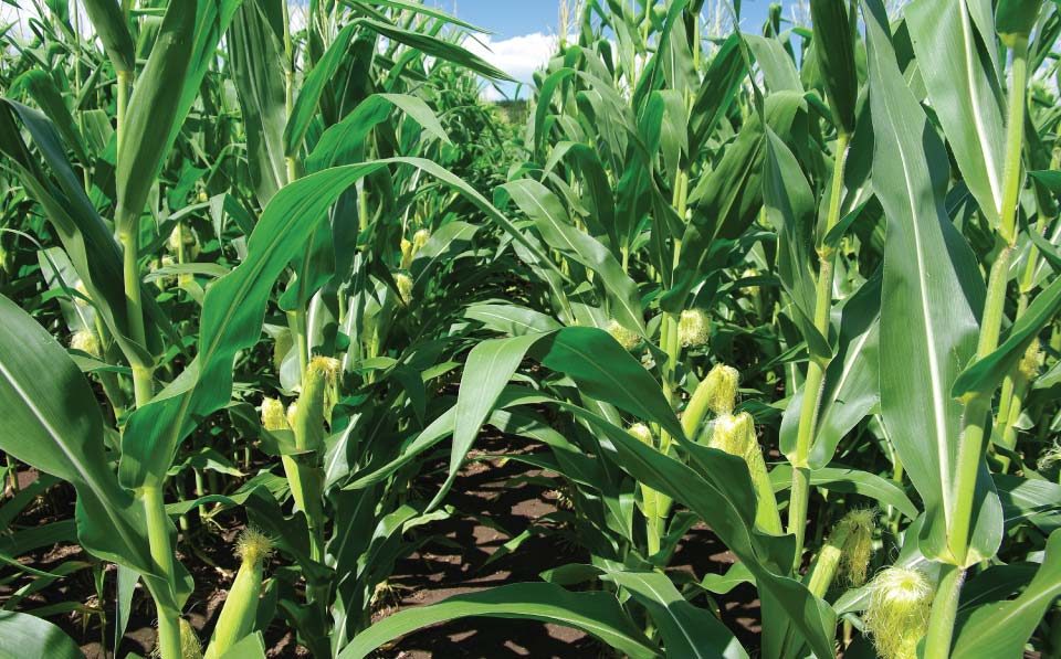 AgriLimpopo-Tight-Supplies-in-Global-Maize-Market