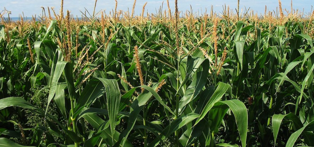 maize agrilimpopo
