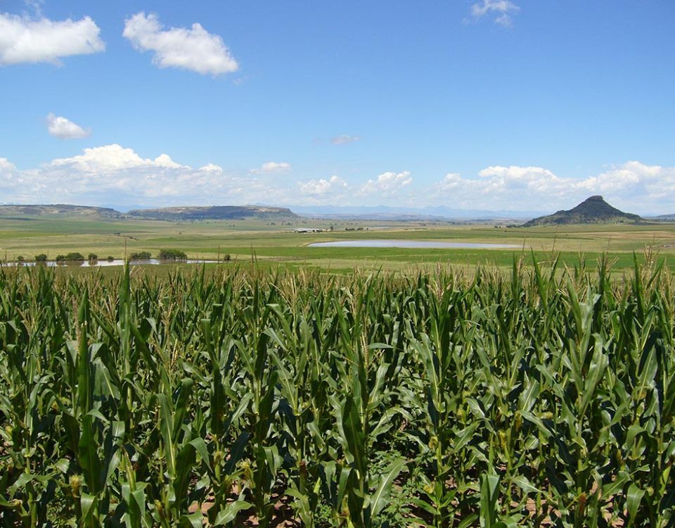 Agri-Limpopo-Summer-Crop