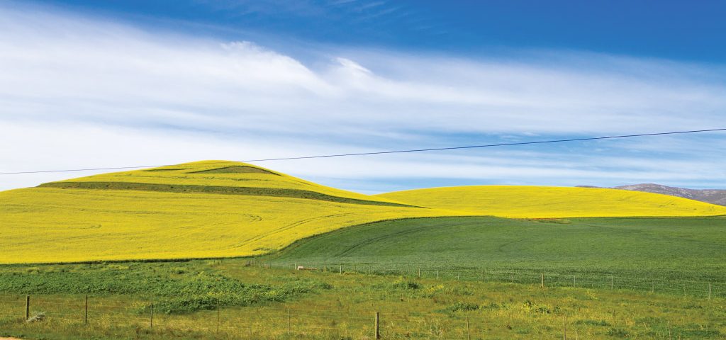 Agri-Limpopo-Grain-and-Oil-Seed-Production