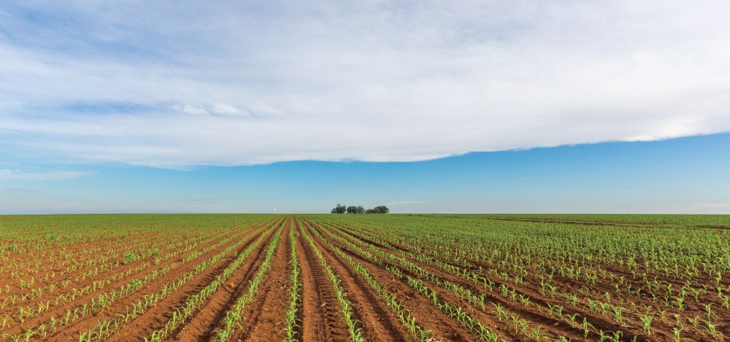 Agri-Limpopo-Maize-Planting