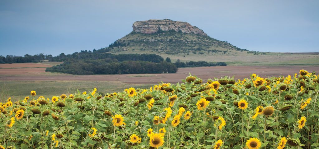 Agrilimpopo-SA-Sunflower-Seed-Plantings