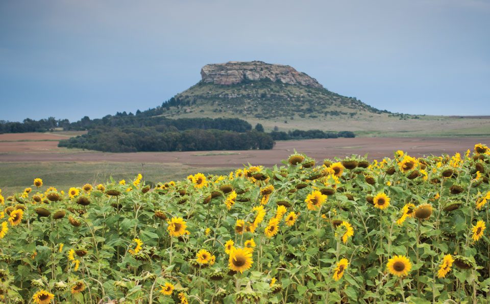 Agrilimpopo-SA-Sunflower-Seed-Plantings