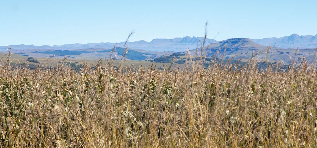 Agrilimpopo-South-African-Agricultural-Commodities