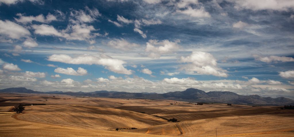 Agri-Limpopo-Winter-Wheat-Harvest-Western-Cape