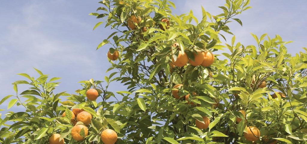 Limpopo-Agriculture-South-African-Agricultural-Economy