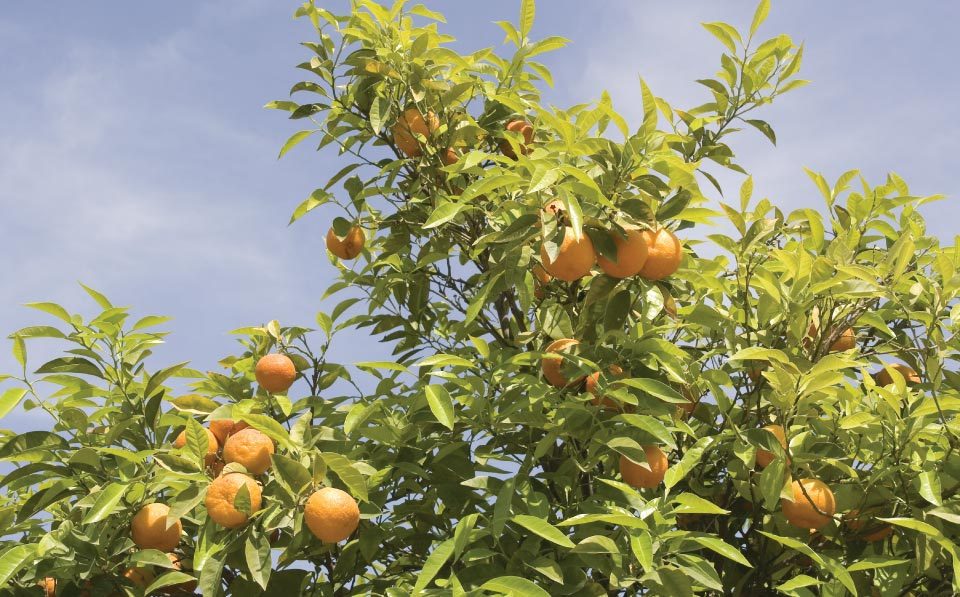 Limpopo-Agriculture-South-African-Agricultural-Economy