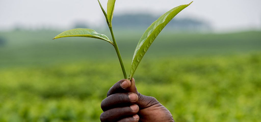 Limpopo-Agriculture-US-Africa-Strategy