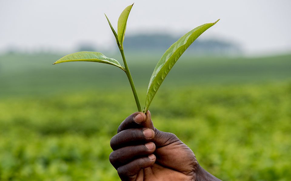 Limpopo-Agriculture-US-Africa-Strategy