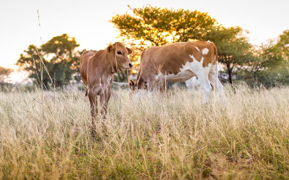 Limpopo-agriculture-South-African-Beef-Sector