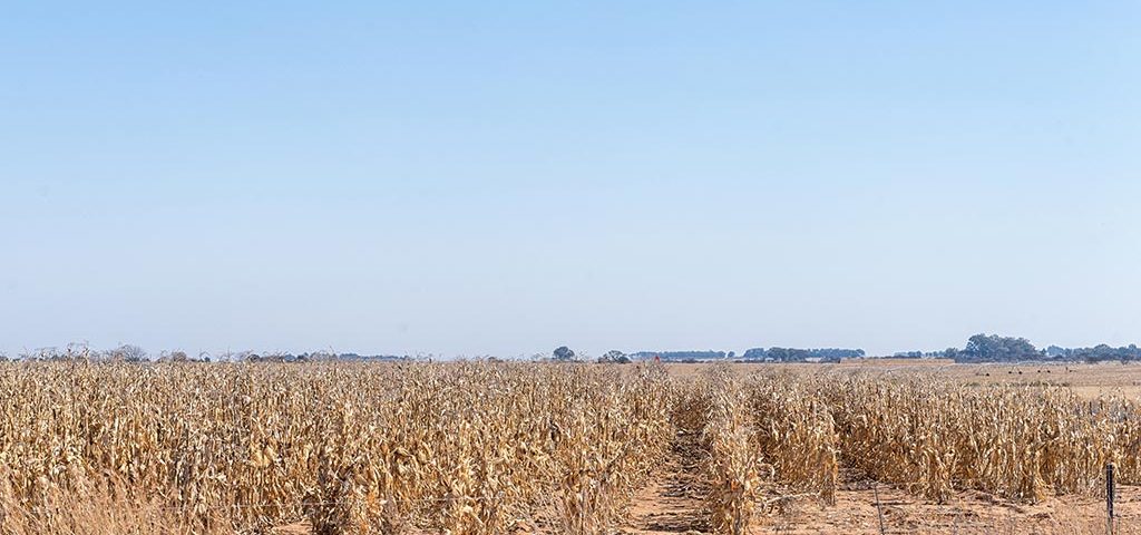 Limpopo-Agriculture-South-African-maize