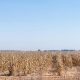Limpopo-Agriculture-South-African-maize