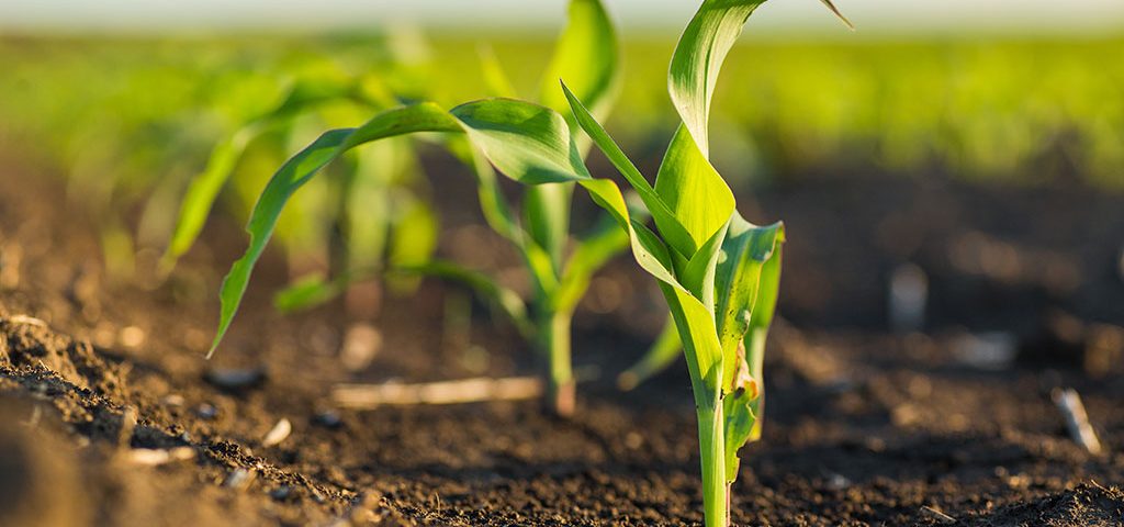 Limpopo-Agriculture-Summer-Grain-Planting